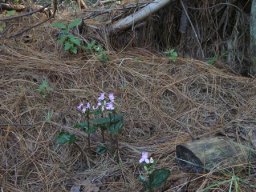 Disperis virginalis living as if it will outlive the forest